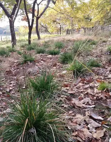 grasses