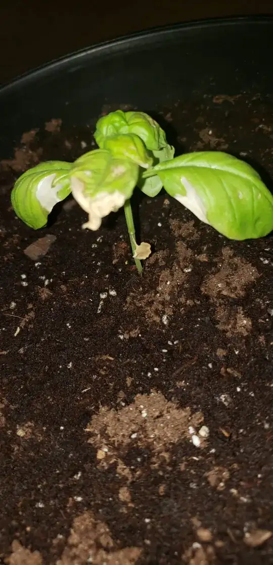 A third angle of what the plant looks like now