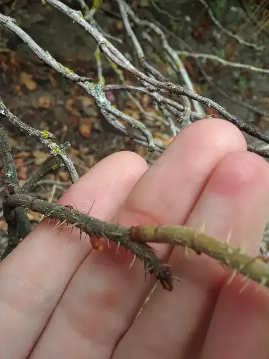 spikes on branch