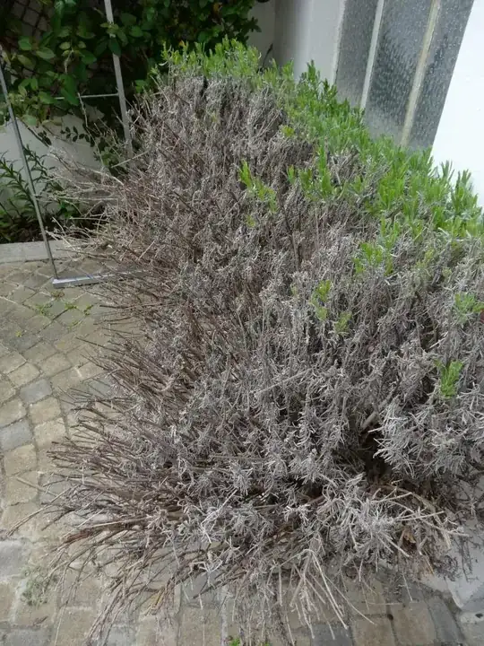 Lavander
