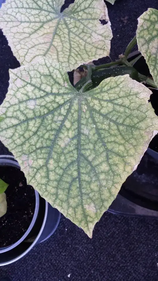 Typical leaf from the solo plant (cucumber in the background)