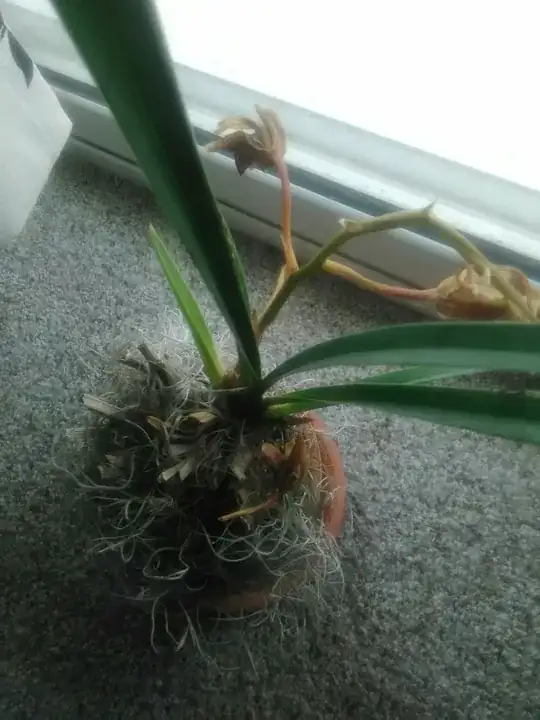 Dying Orchid