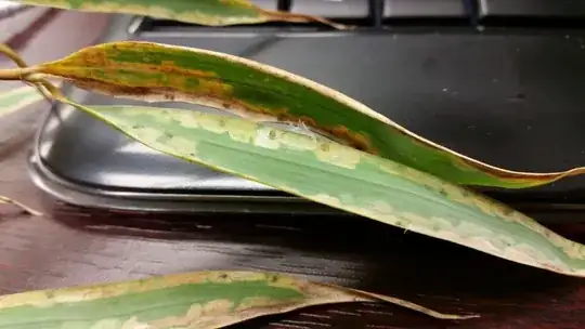 Bamboo mite tents
