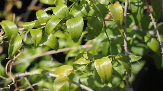 Mystery Berry Leaves Closer