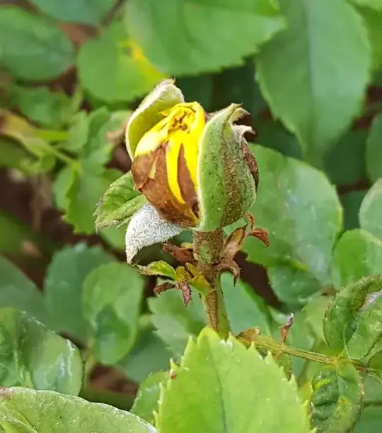 Damaged yellow rose bud