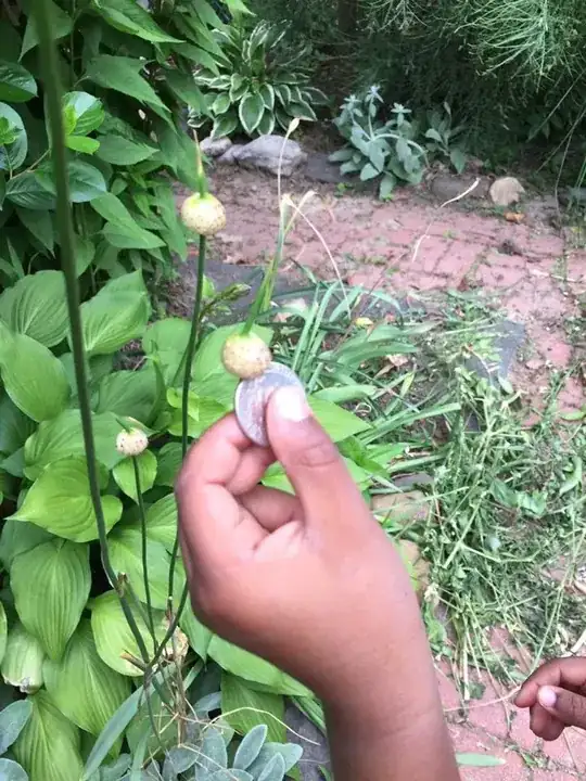 B's mystery plant