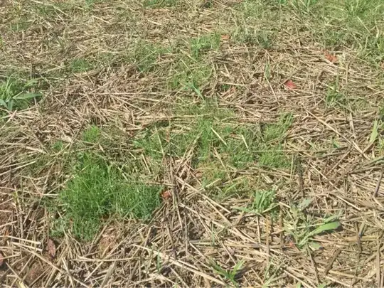 grass growing