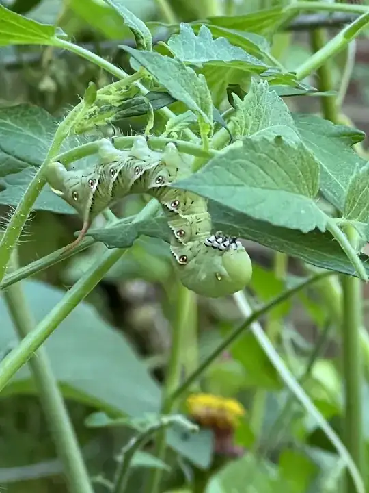 green caterpillar