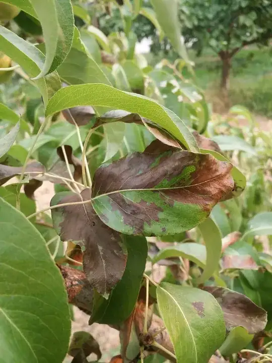 dark brown patches on pear leaves