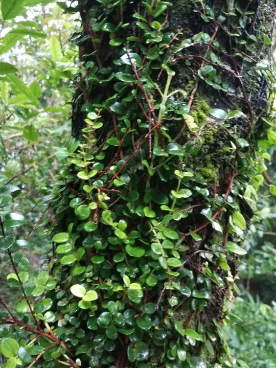 bottom storey leaves