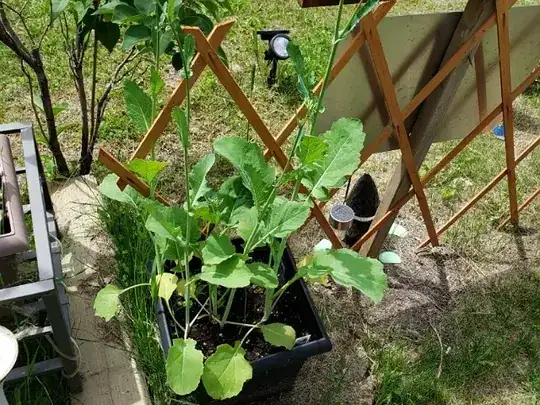 pepper?