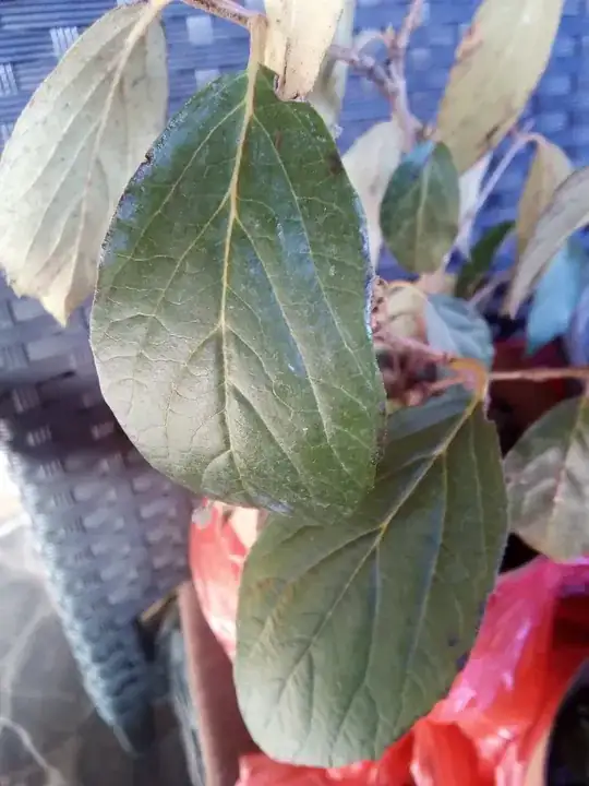 Bay Tree several years old, Winter Southern Hemisphere