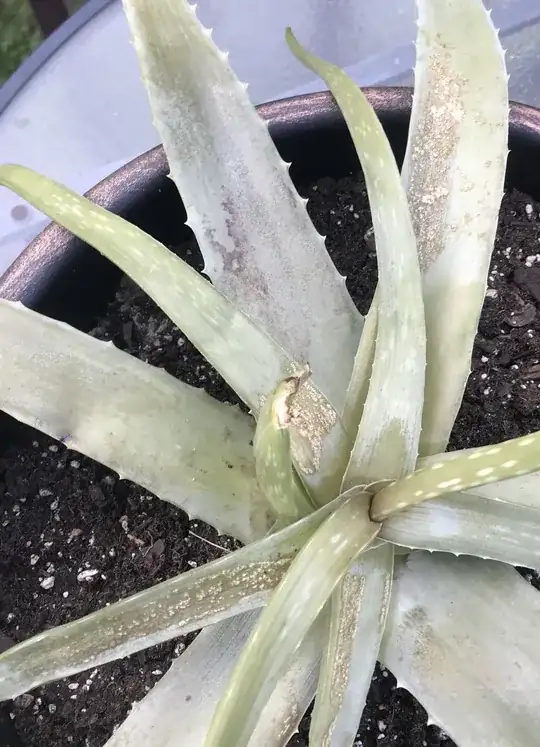 Image of Leaf