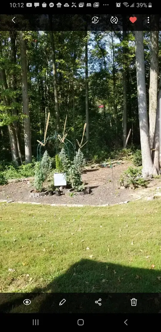 columnar blue Spruces