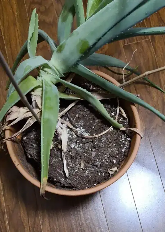 photo of plant