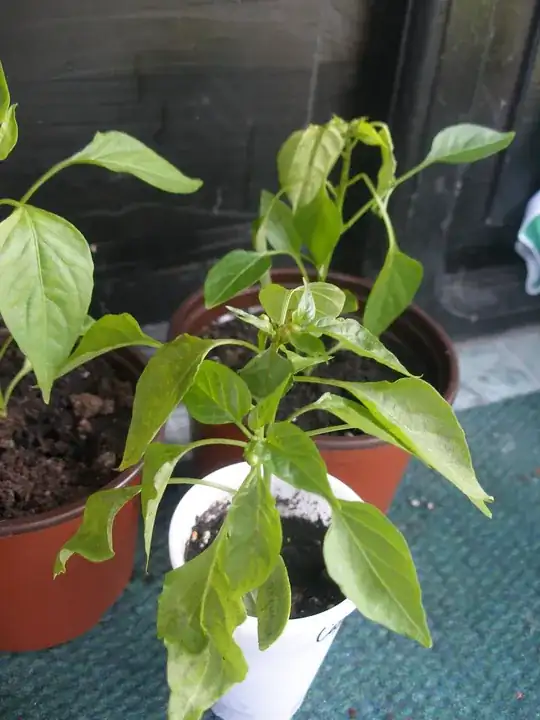 Cayenne wilting