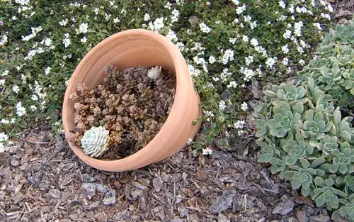 Terracotta pot