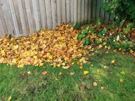 leaves