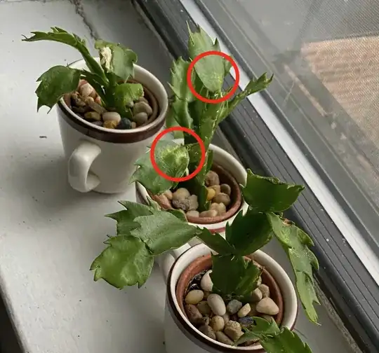 My Christmas Cacti (Schlumbergera).