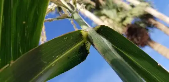 under the uppermost leaf