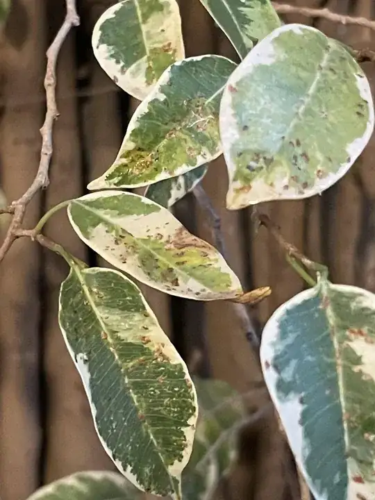 spotted leafs