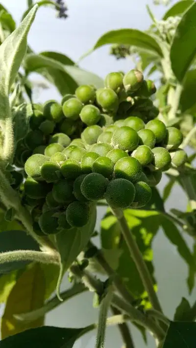 Closeup of Berries