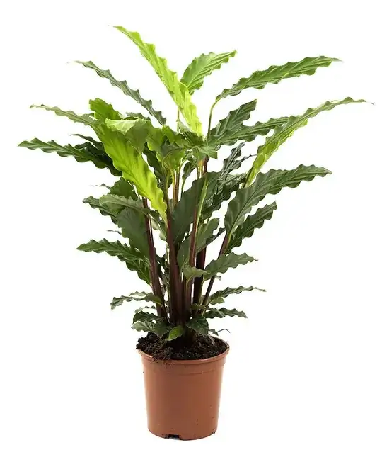 Calathea mix