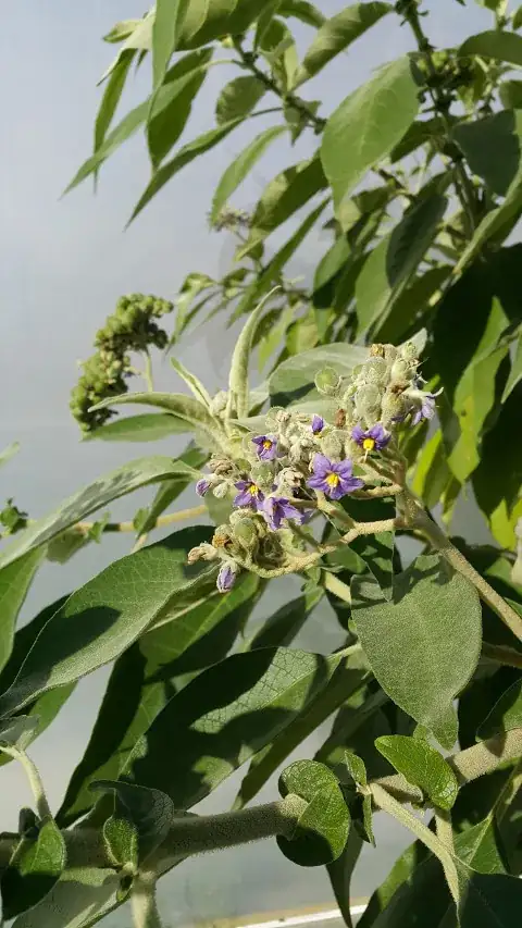Closeup of Flowers