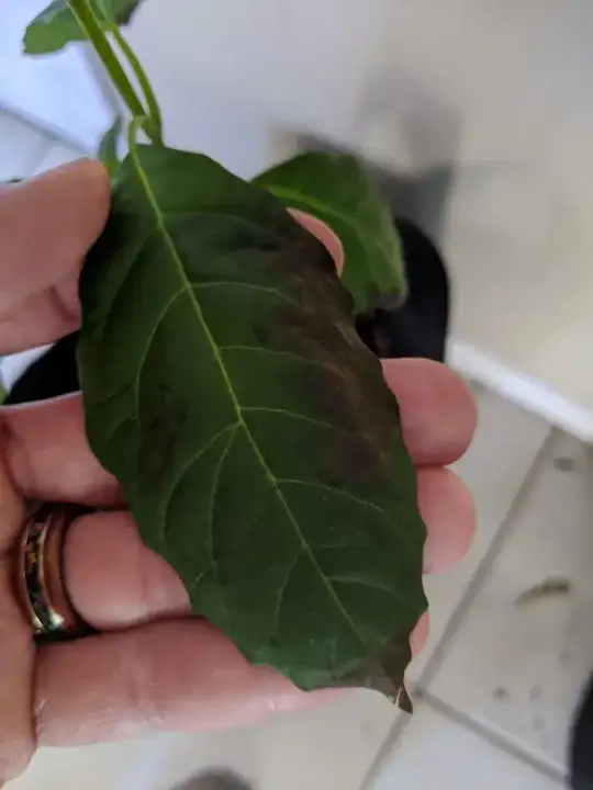 Fuzzy borders to these brown spots