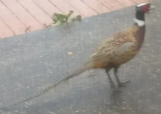 Bird picture 2