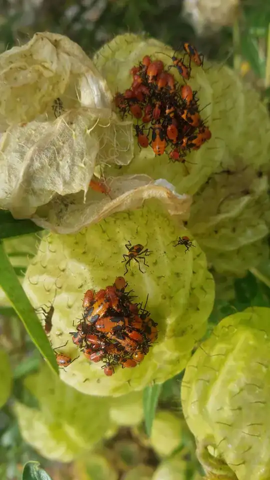 orange bugs clustering around balloon plant