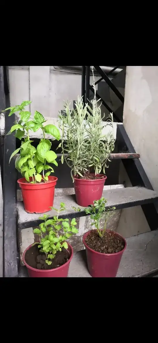 set of herbs