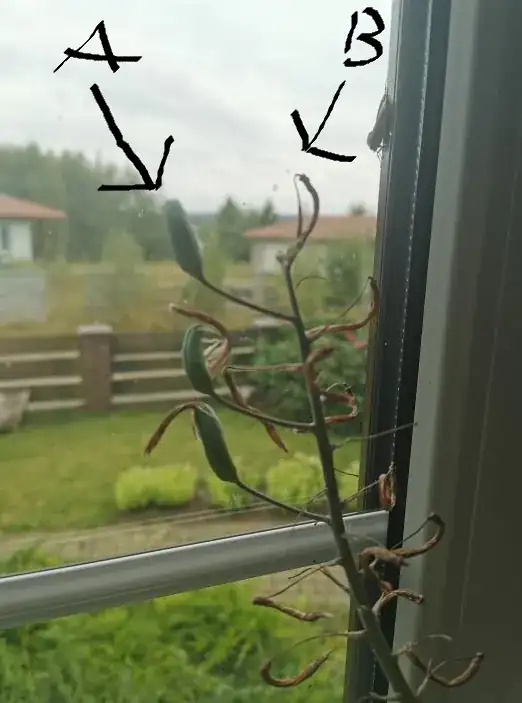 Aloe stalk