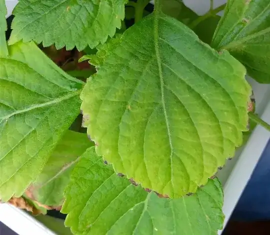 Burnt tips on shiso