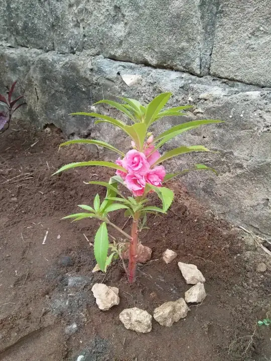 The plant when we first got it from the nursery.