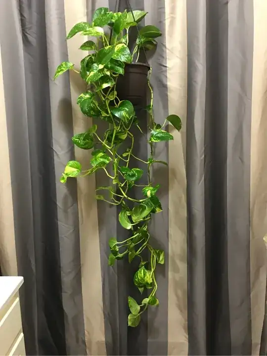 plant 2