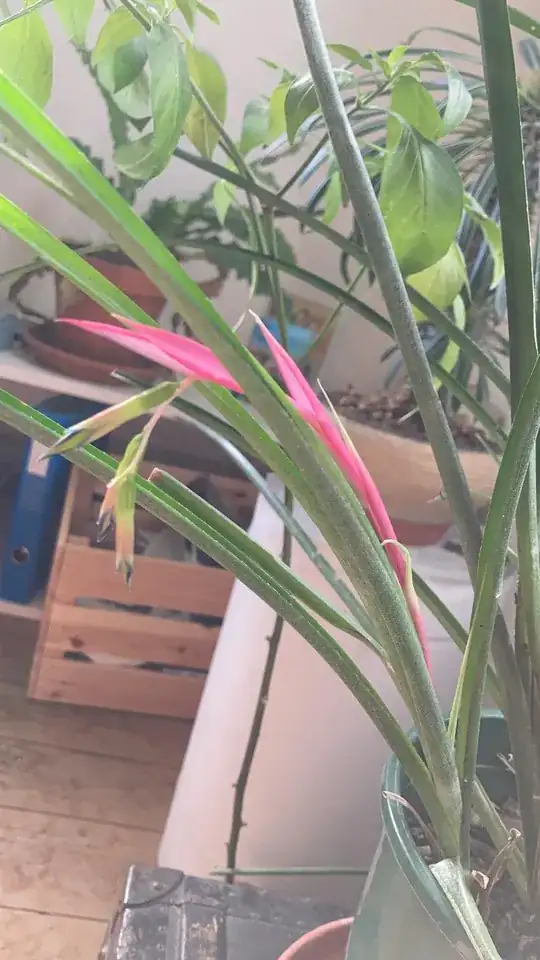 Plant with long thin leaves and a pink flower