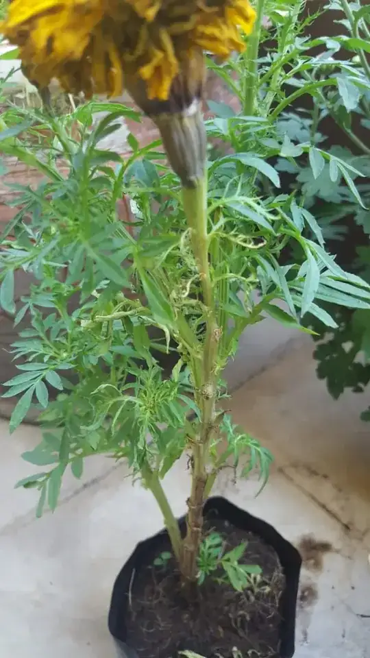 stem and pot
