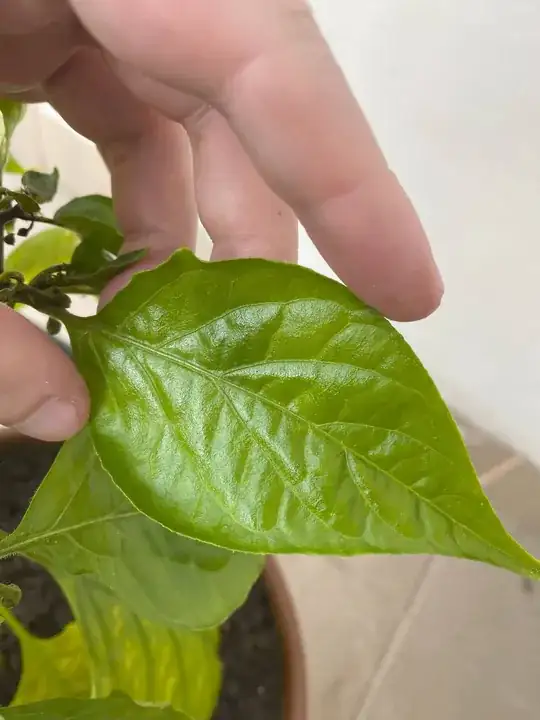 Healthy leaf from the top