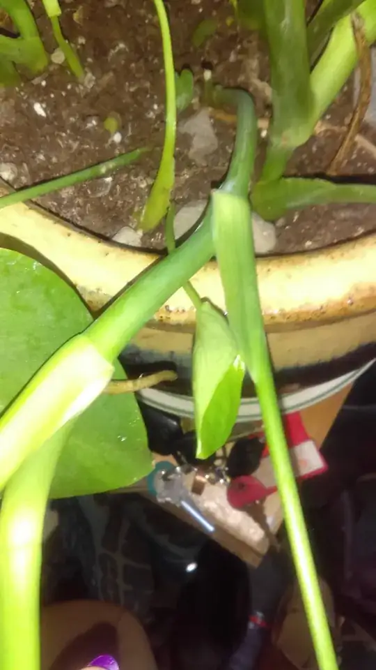 One large stalk with a single root. Stalk is smaller in size at ground level and increases in side with additional leafs