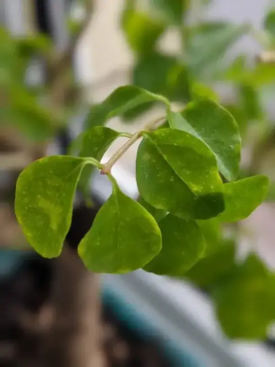 bonsai