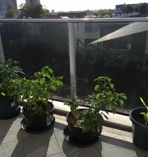 Plants on balcony