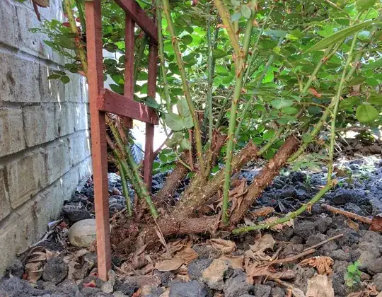 Base of the rose plant