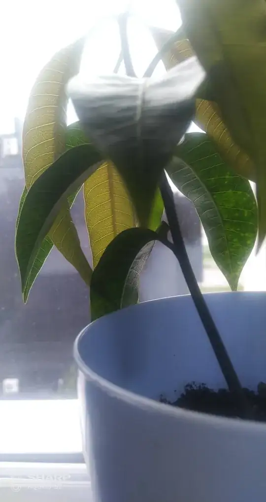 overall plant view