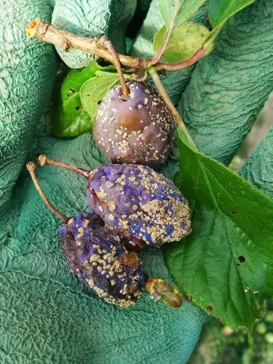 Problem Plums
