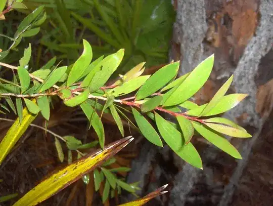 Unidentified fern