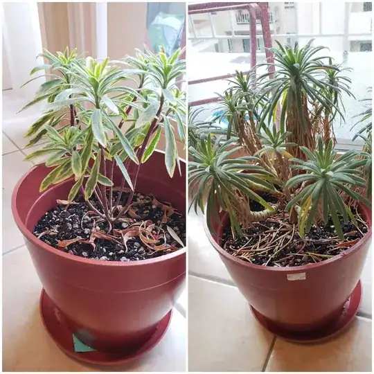 euphorbias
