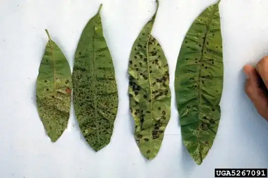 This is Myrtle Rust on Psidium spp.
