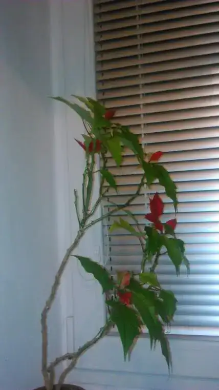 Euphorbia pulcherrima