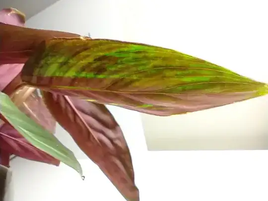 Stromanthe